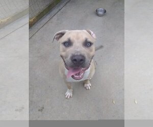 American Pit Bull Terrier-Unknown Mix Dogs for adoption in Scotland Neck, NC, USA