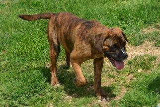 Boxer-Mastiff Mix Dogs for adoption in Jacksonville, AL, USA