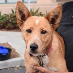 American Gointer Dogs for adoption in San Diego, CA, USA