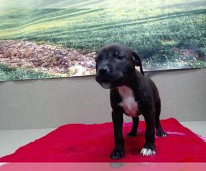 American Pit Bull Terrier-Unknown Mix Dogs for adoption in Moreno Valley, CA, USA