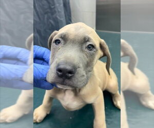 Mastiff-Unknown Mix Dogs for adoption in Mobile, AL, USA