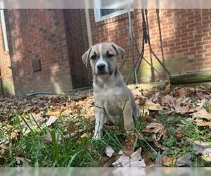 Labrador Retriever-Unknown Mix Dogs for adoption in Raleigh, NC, USA