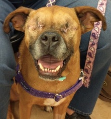 Boxer Dogs for adoption in Maryville, TN, USA