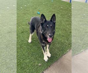 German Shepherd Dog-Unknown Mix Dogs for adoption in Elk Grove, CA, USA