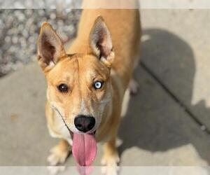 Mutt Dogs for adoption in Santa Rosa, CA, USA