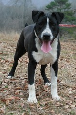 Lab-Pointer Dogs for adoption in Attalka, AL, USA