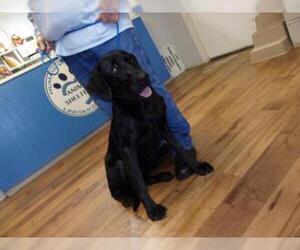 Labrador Retriever Dogs for adoption in Fayetteville, TN, USA