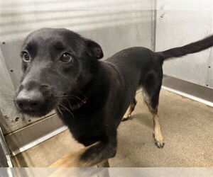 German Shepherd Dog-Unknown Mix Dogs for adoption in San Bernardino, CA, USA