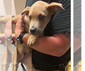 American Pit Bull Terrier Dogs for adoption in Oklahoma City, OK, USA