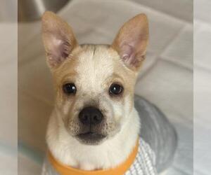 Mutt Dogs for adoption in Yardley, PA, USA