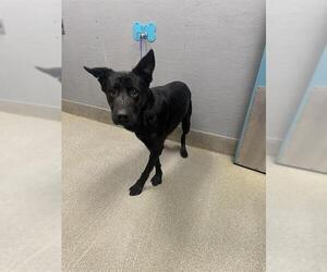 German Shepherd Dog-Unknown Mix Dogs for adoption in Las Vegas, NV, USA