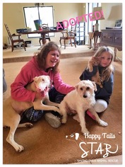 Doberman Pinscher Dogs for adoption in Northville, MI, USA
