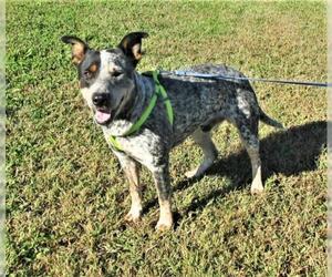 Australian Cattle Dog-Unknown Mix Dogs for adoption in Centerton, AR, USA