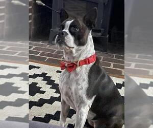 Boston Terrier Dogs for adoption in New York, NY, USA