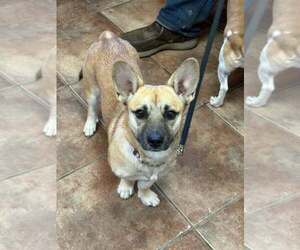 Mutt Dogs for adoption in Amarillo, TX, USA