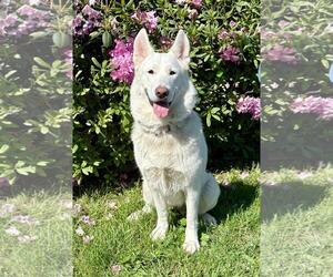 German Shepherd Dog-Unknown Mix Dogs for adoption in Spring Lake, NJ, USA