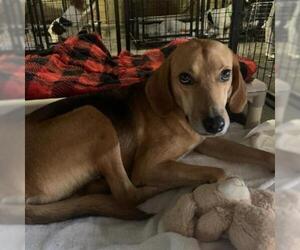 Treeing Walker Coonhound Dogs for adoption in Freeport, FL, USA