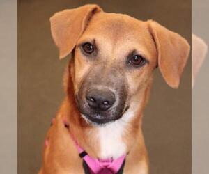 Labrador Retriever Dogs for adoption in Von Ormy, TX, USA