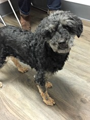 Lhasa-Poo Dogs for adoption in Mission Viejo, CA, USA
