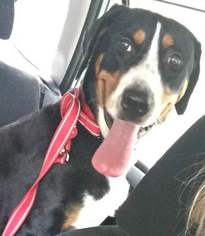 Greater Swiss Mountain Dog Dogs for adoption in St. Louis Park, MN, USA