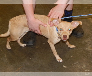 Chipin Dogs for adoption in Pikeville, KY, USA