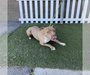 American Pit Bull Terrier Dogs for adoption in Modesto, CA, USA