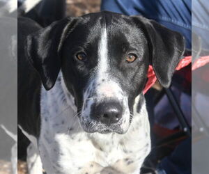 Medium Photo #6 Mutt Puppy For Sale in Canton, CT, USA