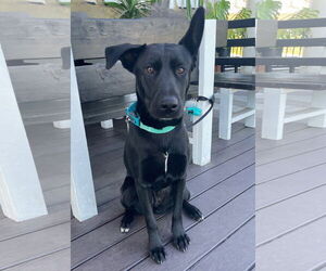 Shepradors Dogs for adoption in San Diego, CA, USA