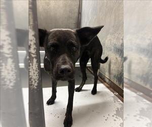 Australian Kelpie-Unknown Mix Dogs for adoption in Conroe, TX, USA