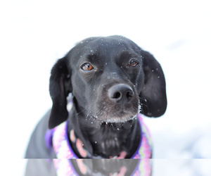 Labrador Retriever Dogs for adoption in Keswick, Ontario, Canada