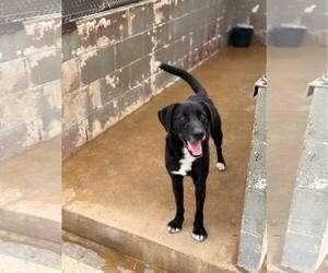 Labrador Retriever-Unknown Mix Dogs for adoption in Shreveport, LA, USA