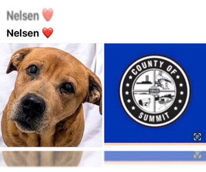 Labrador Retriever Dogs for adoption in Akron, OH, USA