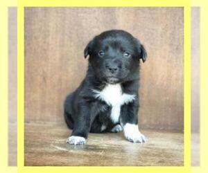 Small Border Collie