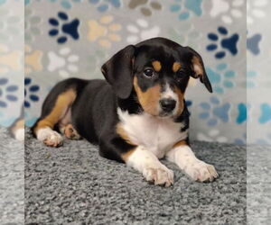 Mutt Dogs for adoption in Royal Palm Beach, FL, USA