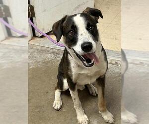 Border Collie Dogs for adoption in San Andreas, CA, USA