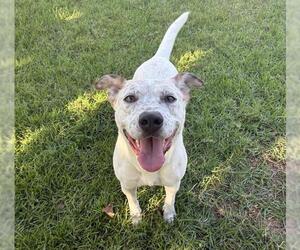 Mutt Dogs for adoption in Riverside, CA, USA