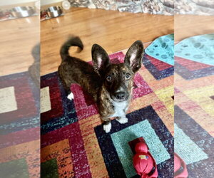 Mutt Dogs for adoption in Anchorage, AK, USA