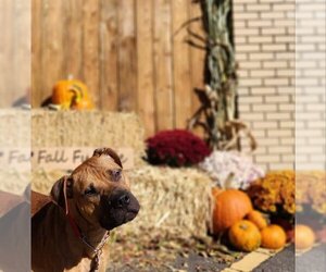 American Pit Bull Terrier-Labrador Retriever Mix Dogs for adoption in Sewaren, NJ, USA