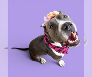 Mutt Dogs for adoption in Bakersfield, CA, USA