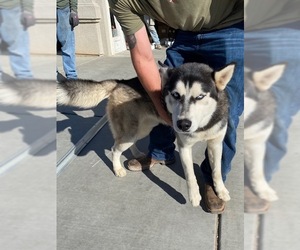 Siberian Husky Dogs for adoption in HESPERIA, CA, USA