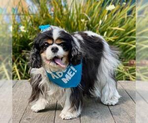 Cavalier King Charles Spaniel Dogs for adoption in Pacific Grove, CA, USA