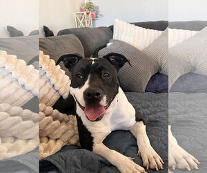 American Pit Bull Terrier-Unknown Mix Dogs for adoption in Polson, MT, USA