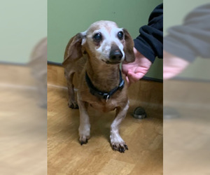 Dachshund Dogs for adoption in Mount Airy, NC, USA