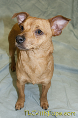 Medium Photo #1 Dachshund-Unknown Mix Puppy For Sale in Colton, CA, USA