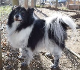 Pomeranian Dogs for adoption in Prosser, WA, USA