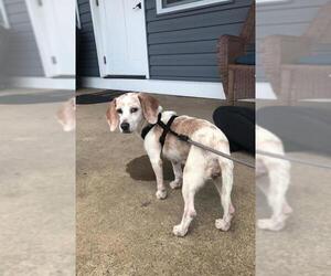 Beagle Dogs for adoption in Doylestown, PA, USA