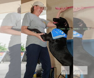 Labrador Retriever-Unknown Mix Dogs for adoption in The Woodlands, TX, USA