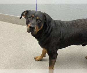 Rottweiler-Unknown Mix Dogs for adoption in Las Vegas, NV, USA