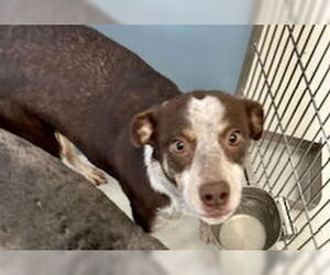 Australian Shepherd-Unknown Mix Dogs for adoption in Pampa, TX, USA