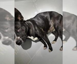 Labrador Retriever-Unknown Mix Dogs for adoption in Houston, TX, USA